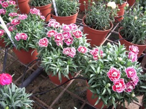 Nursery flowers watered with drip irrigation in Israel