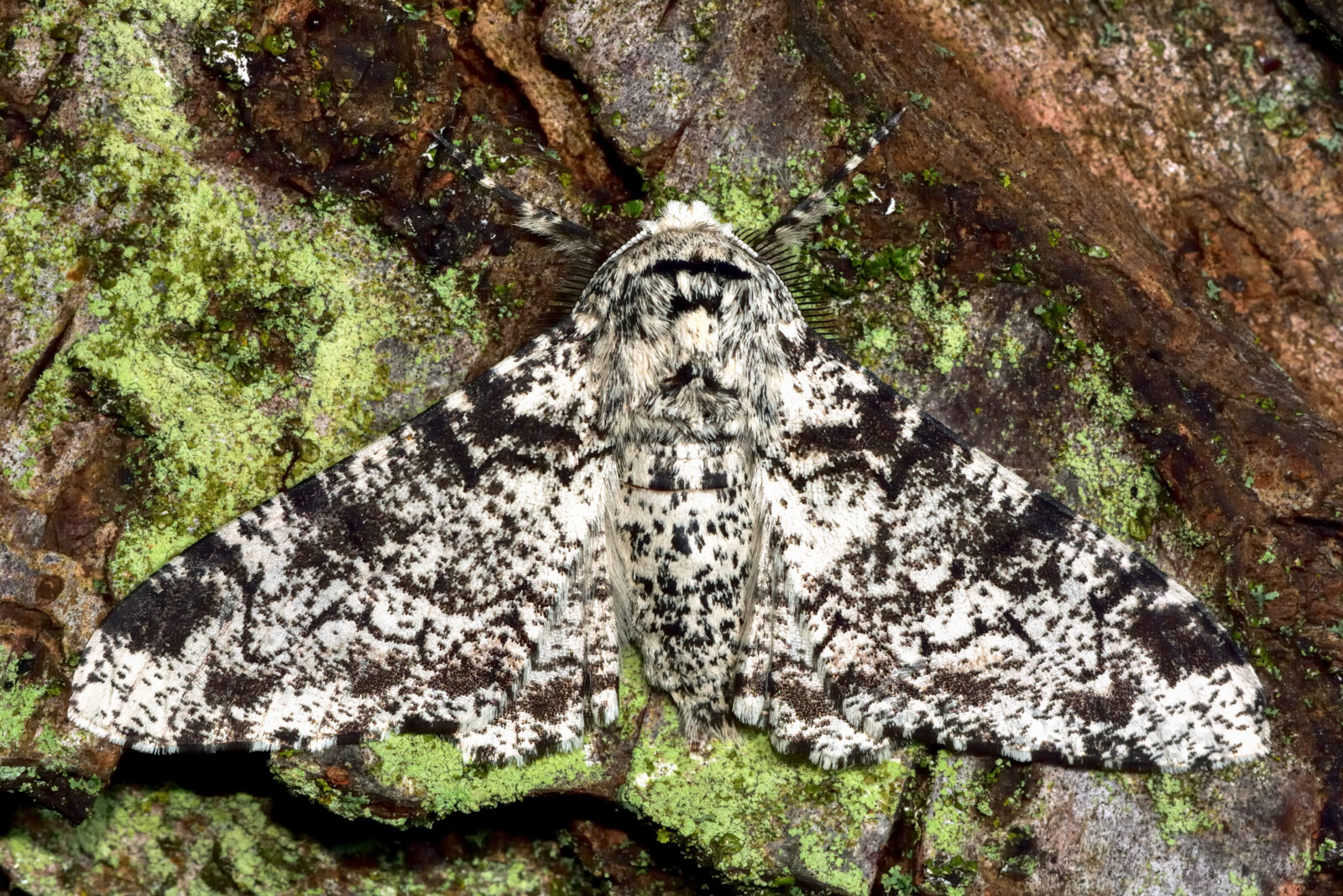 Peppered moth (Biston betularia) on lichen covered bark. British insect in the family Geometridae, the geometer moths